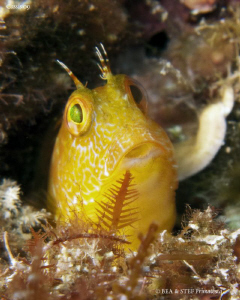 Blenny. Calanques de Cassis. Canon G10, UCL 165 & Inon D2... by Bea & Stef Primatesta 